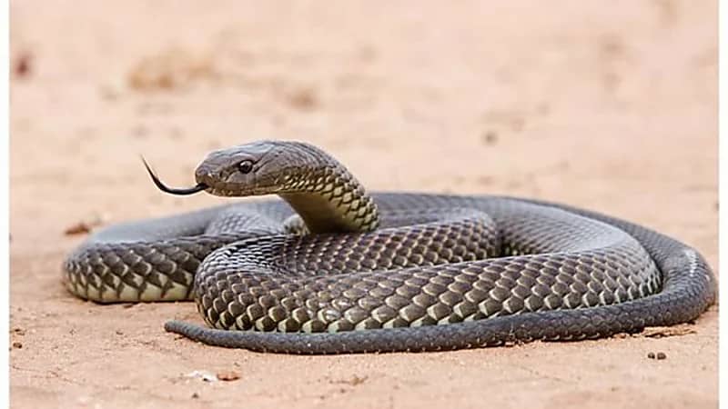 العثور على جثة رجل محاط بأكثر من 100 ثعبان سام