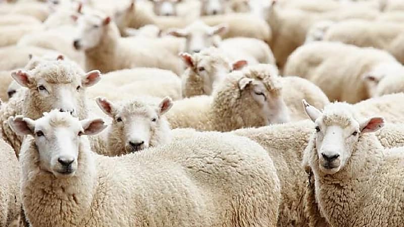 العمري: واردات المواشي في 2023 ستقضي على أي نوايا لرفع الأسعار