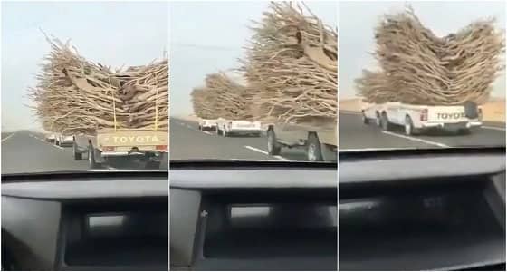 بالفيديو.. سيارات الاحتطاب الجائر تتحدى القوانين