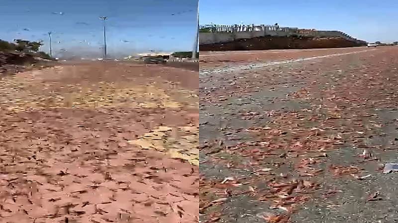 بالفيديو.. انتشار كميات كبيرة من الجراد بمرتفعات السودة