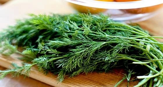 فوائد لاتعرفها عن " الشبت "