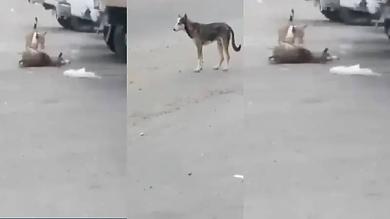 القبض على قاتل الكلاب في الداير