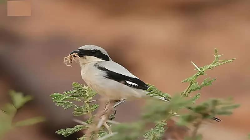 رصد طائر الصرد الرمادي الصغير في طريف