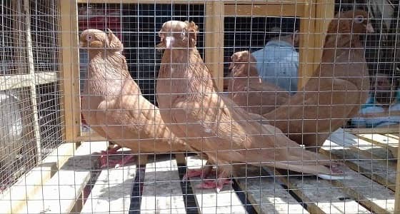 أمانة القصيم تغلق سوق الطيور ببريدة للاحتياط من إنفلونزا الطيور