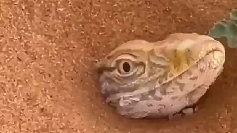 بالفيديو.. متطوعون ينقذون “ورل” انهالت عليه الرمال وجعلته عاجزًا