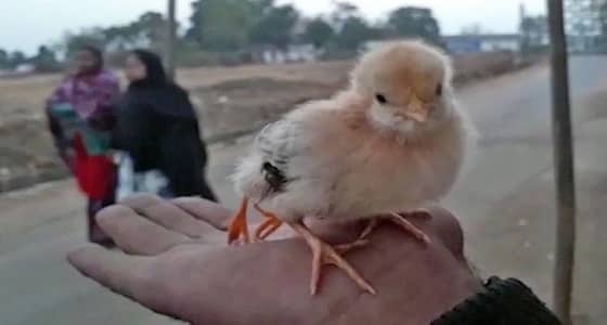 بالفيديو.. ولادة نادرة لكتكوت بـ 4 أرجل