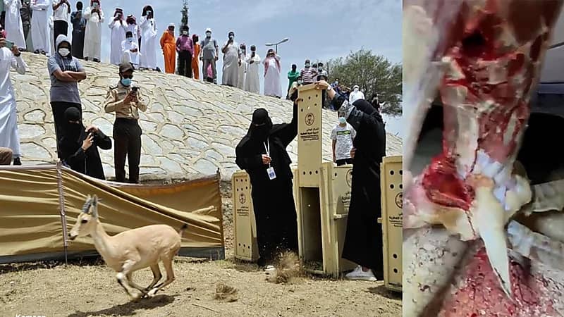 مقطع متداول لذبح "وعل" بعد ساعات من إطلاقه في الباحة
