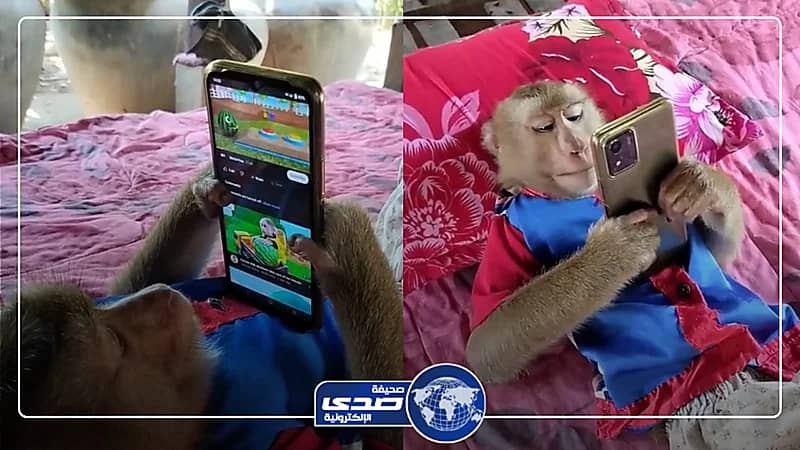 قرد مدلع يجلس على فراش ويٌسلي نفسه بالجوال.. فيديو