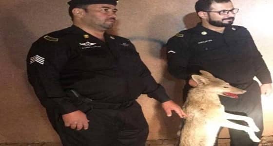 بالصور.. أمن حفر الباطن يطيح بـ " ذئبًا سائبًا "