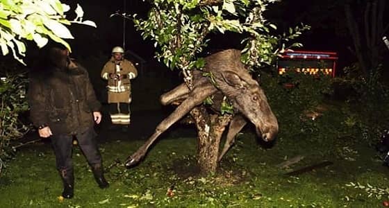 بالصور.. أشجار تلتهم أشياء غريبة بداخلها