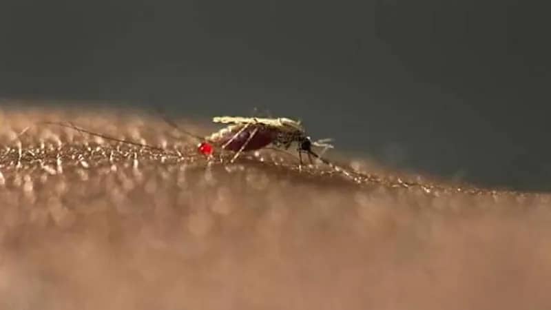 ‎وفاة شخص بأمريكا بعد لسعة بعوضة أصابته بمرض نادر