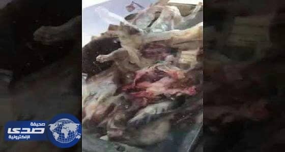 بالفيديو.. مواطن يوثق توزيع لحوم مجهولة على مطاعم عرعر