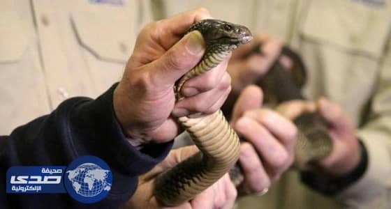 العثور على ثعابين سامة مخبأة داخل طرود ببريد أستراليا