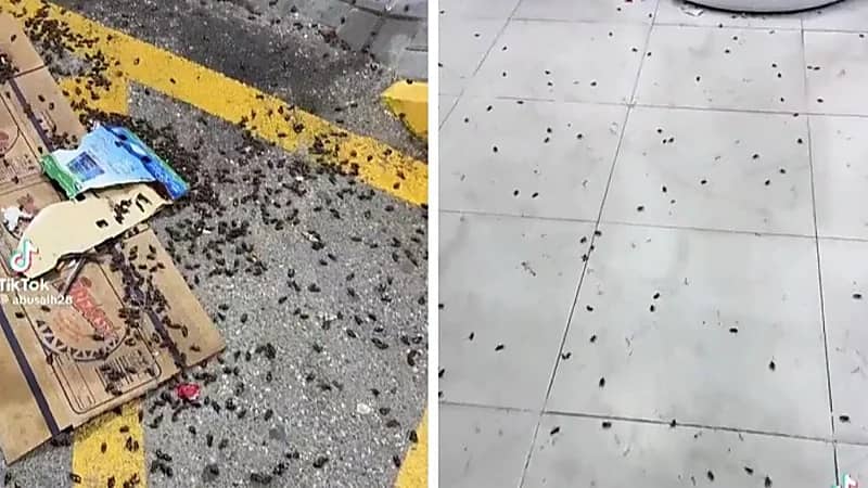 وقاء: لا ضرر من الخنافس وتُعد صديقة للبيئة