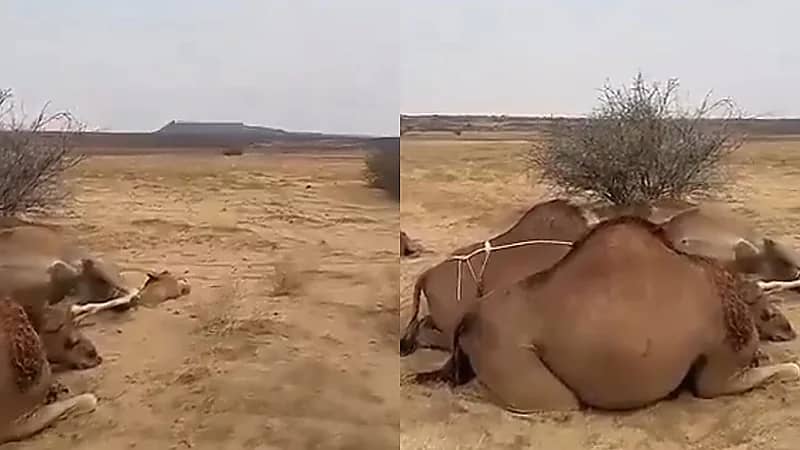 البرق يتسبب في نفوق عدد من الإبل جنوب القوز بالقنفذة.. فيديو