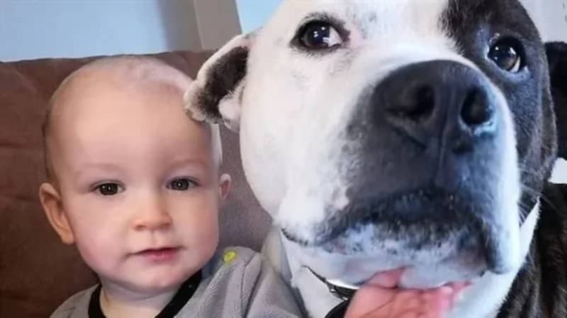 كلب أليف ينهش وجه طفل بشراسة