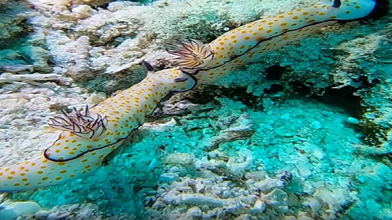 رصد كائن بحري فريد في قاع البحر الأحمر