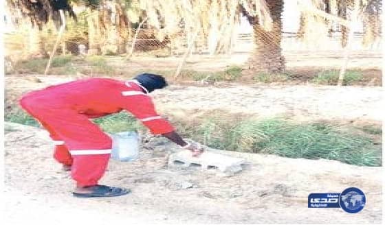 «الجمعية البيطرية السعودية»: تسميم الكلاب الضالة «تصرف وحشي».. ويمكن الاستفادة منها في القطاع البحثي