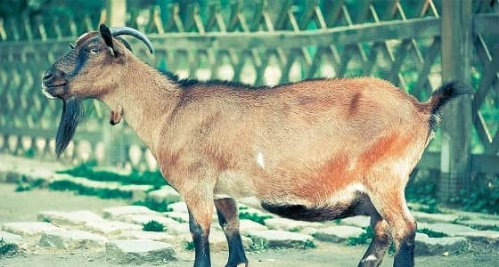 بيع أغلى ماعز في العالم العربي بـ 19 ألف دولار