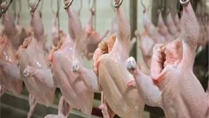 ضبط مسلخ دواجن عشوائيًا في الرياض