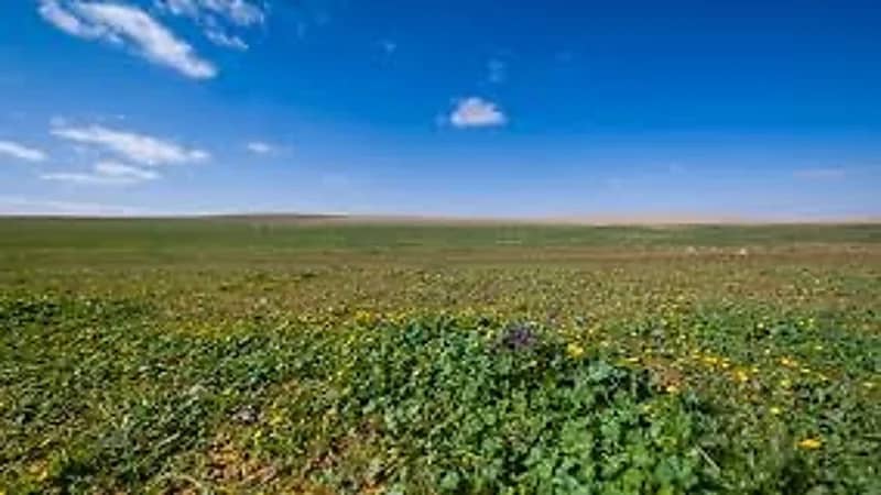 ضبط مواطن ارتكب مخالفة رعي في محمية الإمام تركي بن عبدالله الملكية