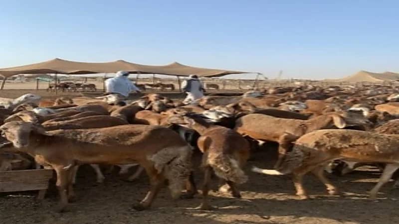 البيئة والزراعة: لا رسوم على دخول الماشية إلى أسواق النفع