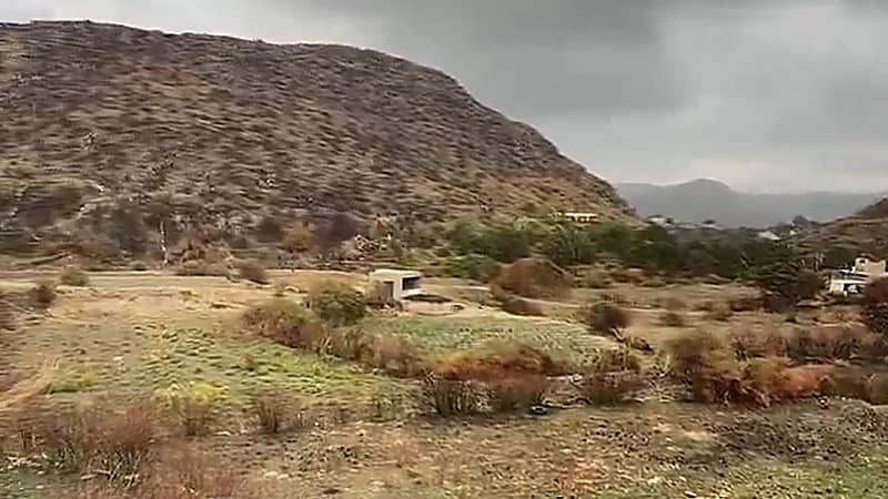 المسند يوضح فوائد حرائق الغابات.. فيديو