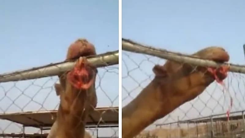 شاهد..  جمل هائج يقتل راعيه بعدما أكل رأسه 