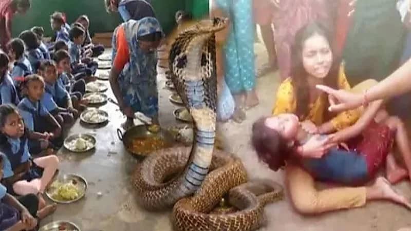 إصابة 100 تلميذ بتسمم بعد تناولهم وجبة احتوت على ثعبان ميت