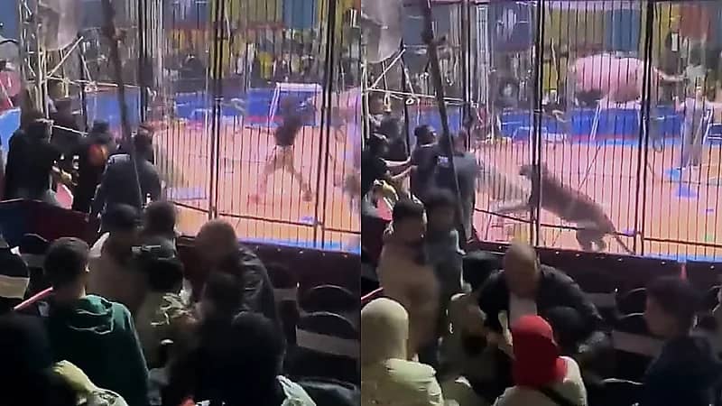 أسد يهاجم عاملًا في سيرك ويثير الذعر بين الجمهور.. فيديو