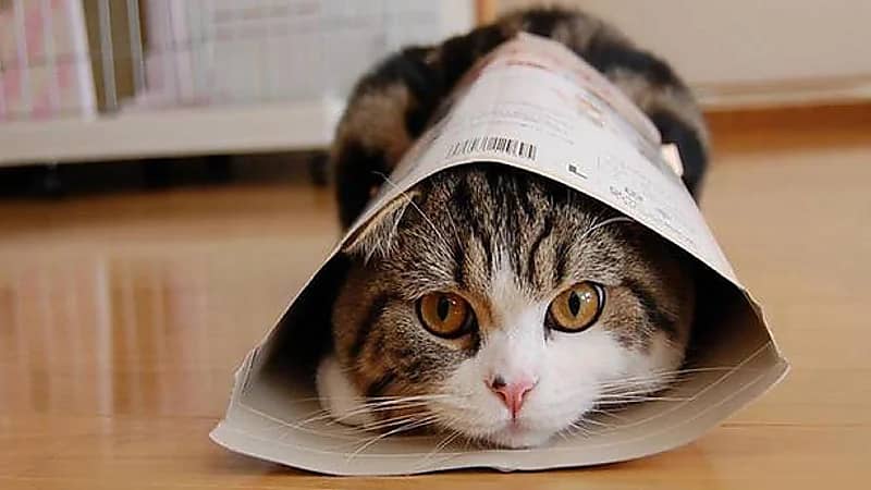 رجل يفقد بصره مؤقتًا بسبب خدش من قطة أليفة