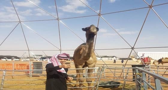 بالفيديو والصور.. أطول ناقة في مزاين الإبل تدخل " جينيس "