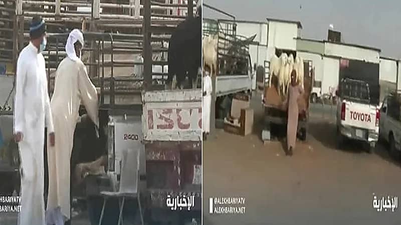 بالفيديو.. فوضى في سوق الأغنام بالسلي بسبب سيطرة العمالة الأجنبية المخالفة