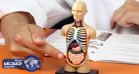 5 حقائق مثيرة عن الجسم البشري