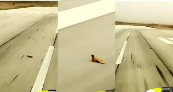 بالفيديو.. ضب يعترض طائرة بالقصيم وتعليق طريف من الطيار