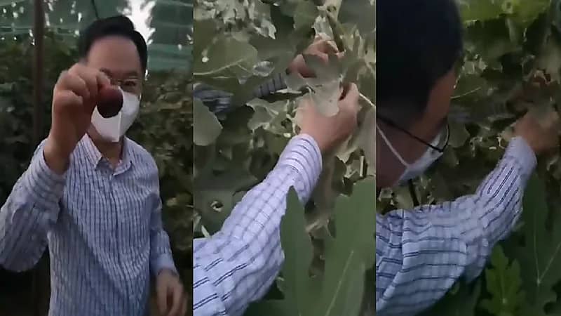 شاهد.. سفير الصين لدى المملكة يتذوق التمر والتين بمزرعة رجل الأعمال عبدالعزيز التويجري