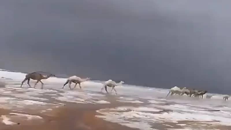 مشهد مذهل للإبل بين الضباب والثلوج في تبوك 