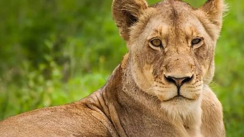 لبوة تنهي حياة عامل في منتزهات عسيلان