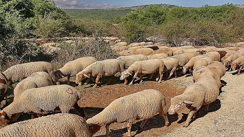 بالفيديو.. مختص: مهنة الرعي أو حلب الأغنام عائدها المالي غير مجزي للمواطن