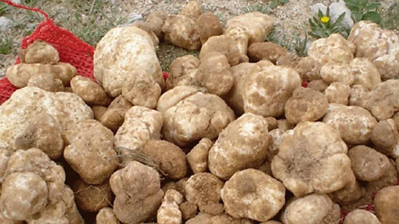 الغذاء والدواء توضح مدة استخدام الفقع بعد استخراجه