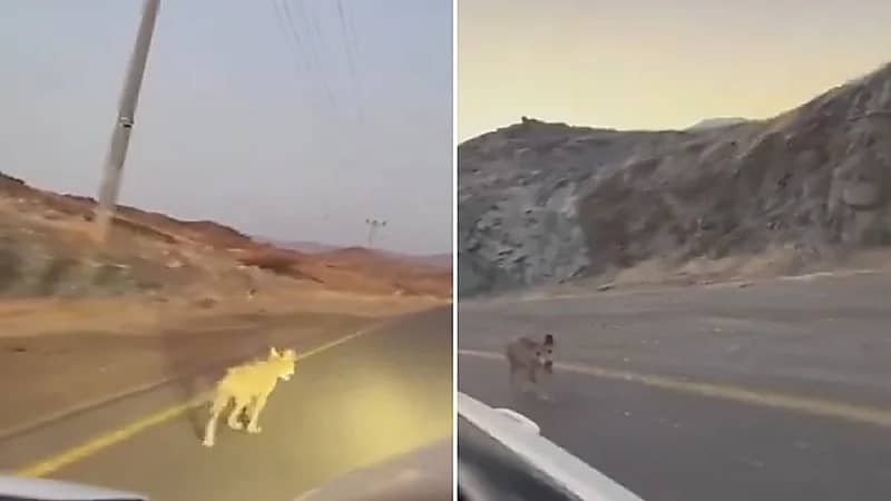 ذئب يتهجم على مركبة أثناء سيرها بالمدينة المنورة .. فيديو