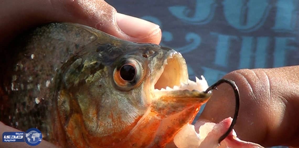 بالصور.. أسماك صغيرة تهاجم السياح وتصيبهم بجروح