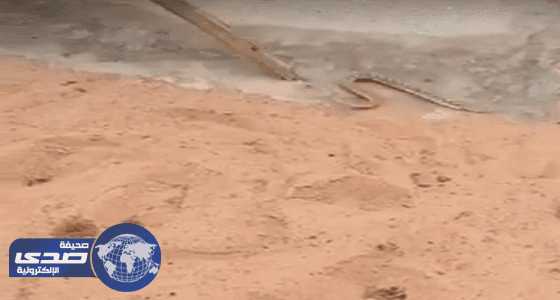 بالفيديو.. العناية الإلهية تنقذ طلاب مدرسة حطى من لدغ ثعبان