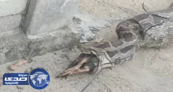 بالفيديو والصور.. السكان يمسكون باللص متلبساً.. ثعبان ضخم يسرق الطيور