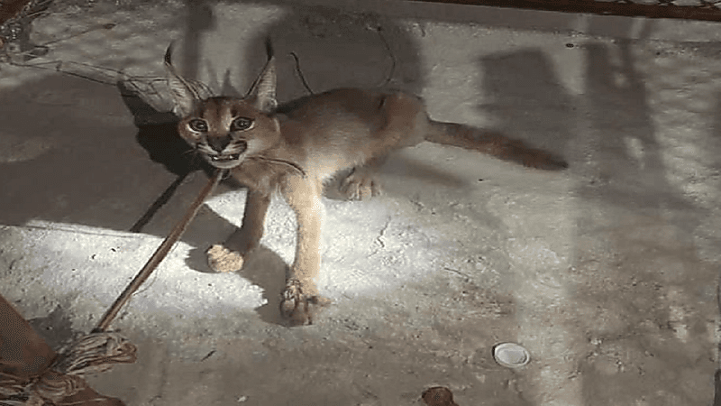 بالفيديو.. مواطن يعثر على حيوان "الوشق" مصاباً بكسر في قدمه