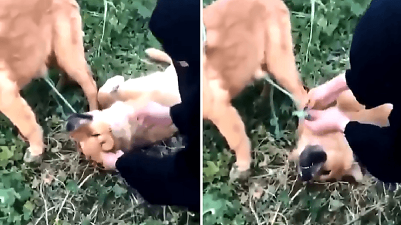 بالفيديو.. موقف إنساني لشقيقتين تنقذان كلبين في حفر الباطن