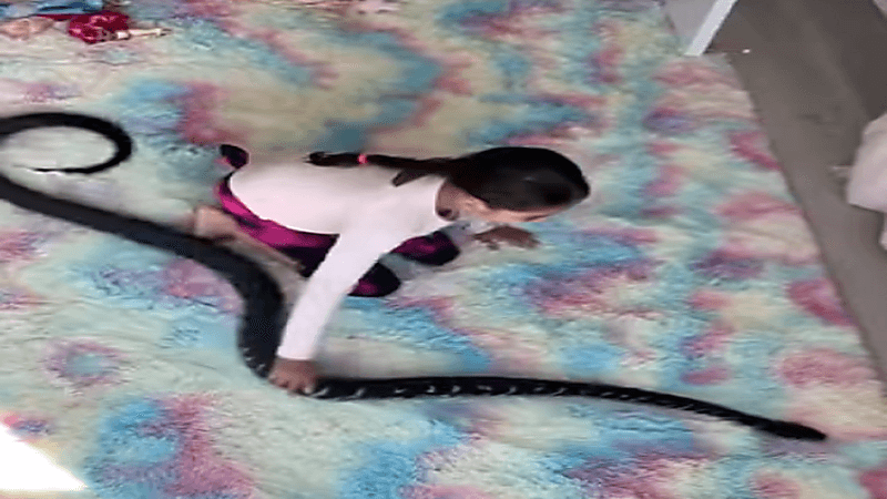 بالفيديو.. طفلة تلهو بأفعى عملاقة سامة