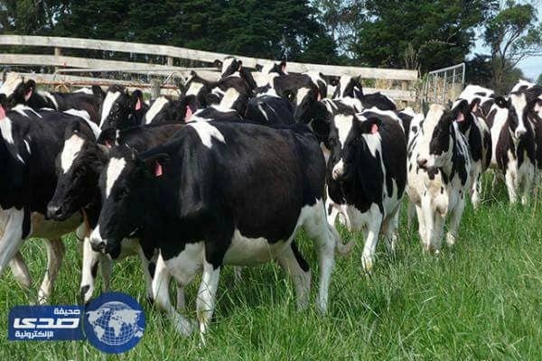 الأزمة التركية الهولندية تطال الأبقار