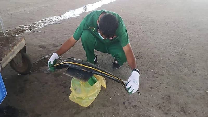 بيئة الشرقية تحظر استخدام شباك صيد أسماك "الكنعد" الخيشومية