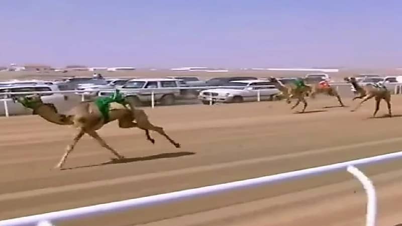 بالفيديو.. مُعلق بسباق الهجن يرسل سلامه لوزير الداخلية على الهواء وسموه يتفاعل